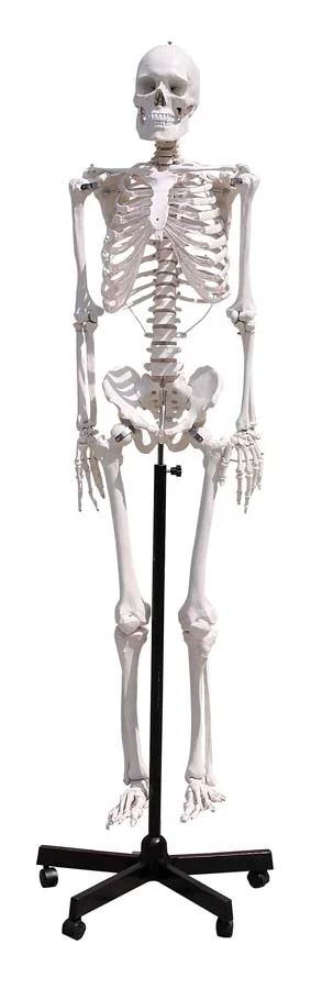 Esquelet humà 170 cm Esquelet humà 170 cm