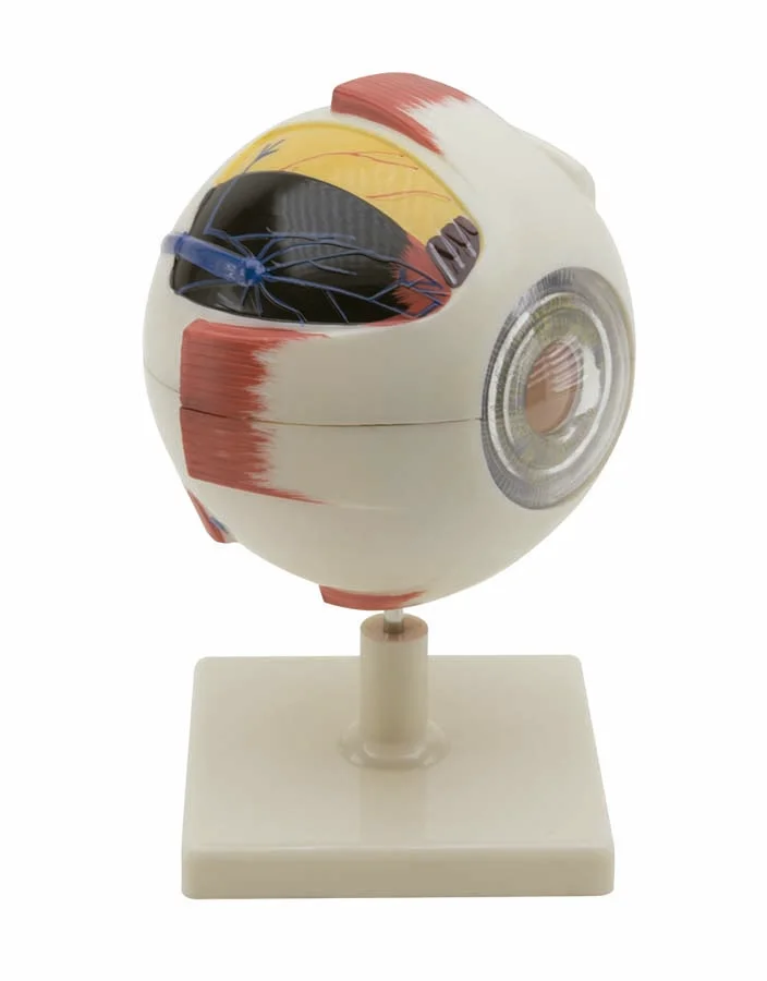 Globús ocular