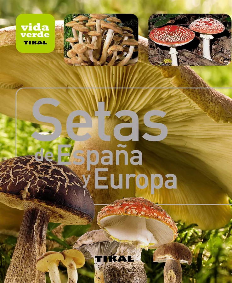 Conozca las principales especias de setas, boletos y cantarelas que puede descubrir en sus paseos campestres. Aprenda a identificarlas través de l...