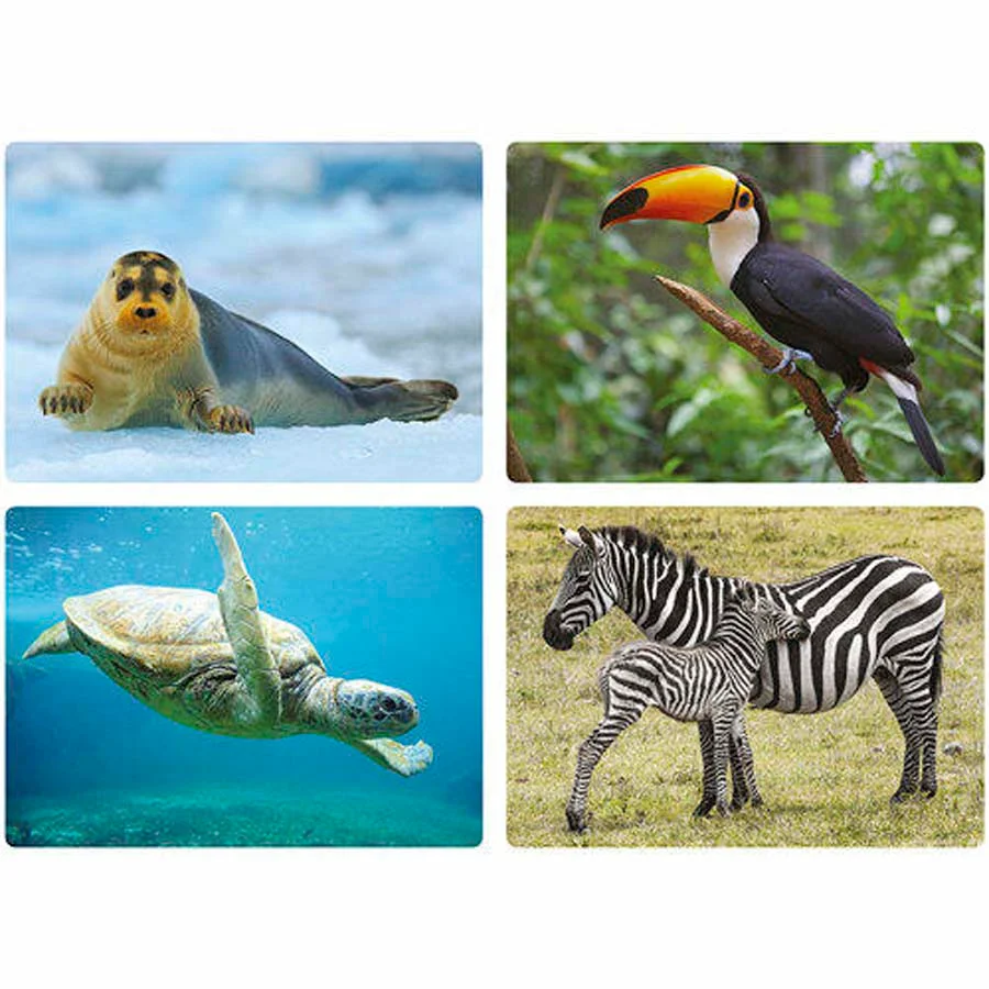 Fotoimatges Animals Fotoimatges Animals